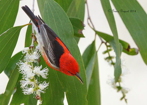 Scarlet Myzomela