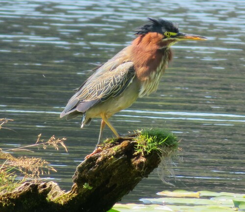 Green Heron photographed in Washington