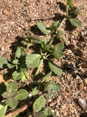 Phyla nodiflora nodiflora