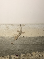 Tenuidactylus caspius