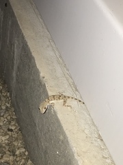 Tenuidactylus caspius