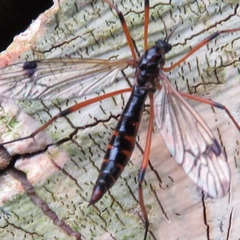 Dictenidia bimaculata