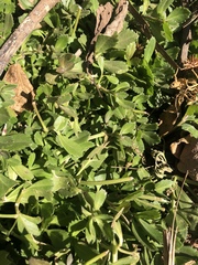 Phyla nodiflora nodiflora