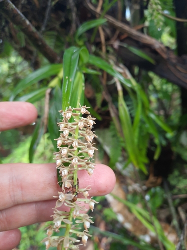 Epidendrum powellii Schltr.