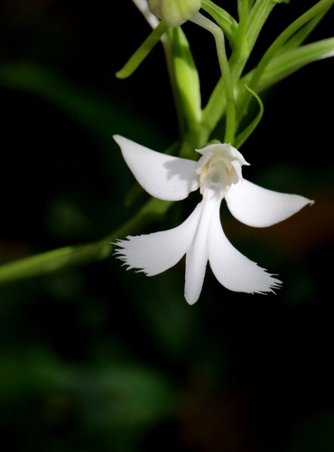 Image of Habenaria dentata by no rights reserved