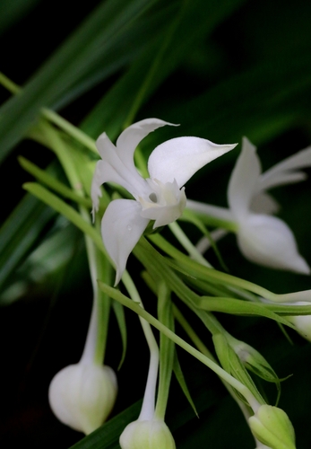 Image of Habenaria dentata by no rights reserved