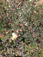 Capparis zoharyi