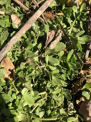 Phyla nodiflora nodiflora