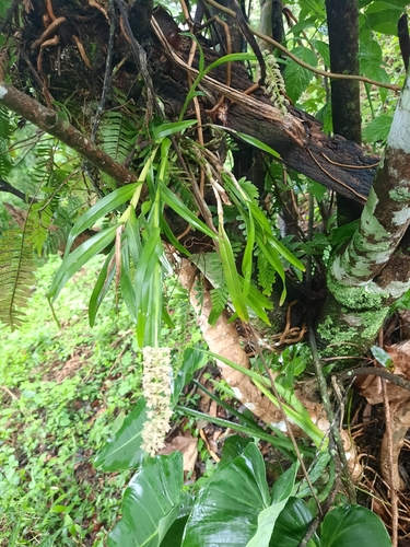 Epidendrum powellii Schltr. 2