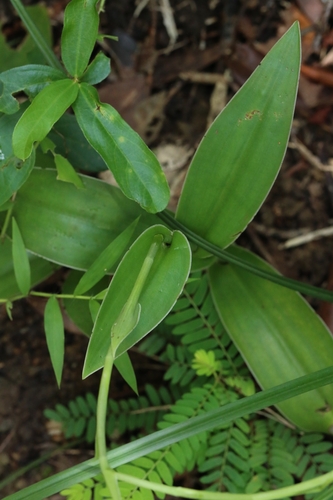 Image of Habenaria dentata by no rights reserved
