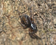 Desidae