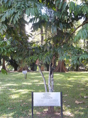 Saraca thaipingensis