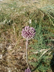 Allium commutatum
