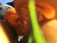 Armillaria luteobubalina