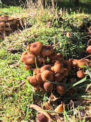 Armillaria luteobubalina