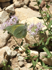 Colias alexandra alexandra