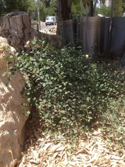 Capparis zoharyi