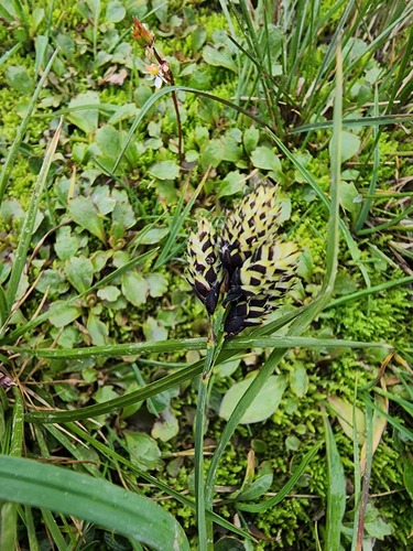 blackened sedge (Carex atrosquama)