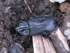 Pterostichus melanarius