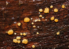 Trichoderma nothescens