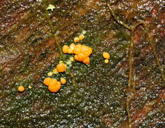 Trichoderma nothescens