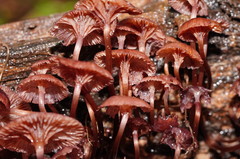 Mycena kurramulla