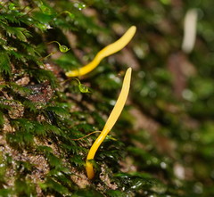 Clavaria tenuipes