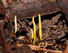 Clavaria tenuipes