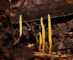 Clavaria tenuipes