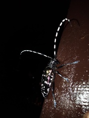 Anoplophora albopicta