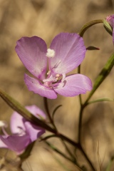 Clarkia gracilis