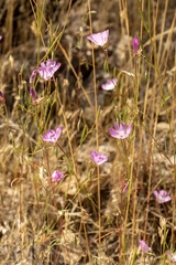 Clarkia gracilis