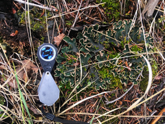 Peltigera malacea