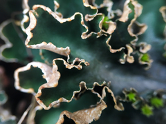 Peltigera malacea