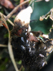 Peltigera malacea