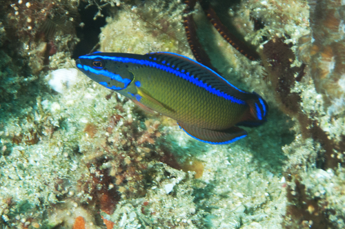 Du Toit's dottyback (Pseudochromis dutoiti) — Pseudochromidae