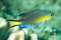 Blacktail Chromis photo 2