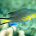 Pycnochromis nigrurus - Photo (c) Malcolm Francis, algunos derechos reservados (CC BY-NC), subido por Malcolm Francis