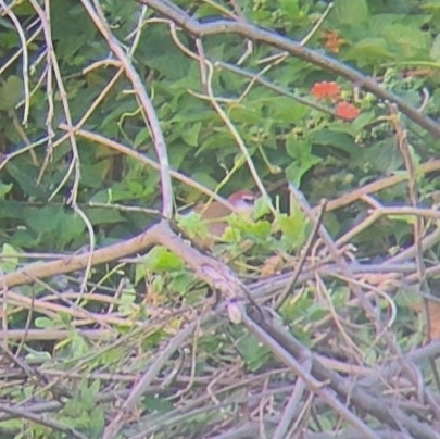 Chestnut-capped Babbler (Timalia pileata), photo 10