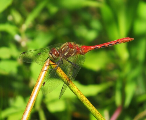 Striped Meadowhawk (Sympetrum pallipes), a species recorded in Oregon