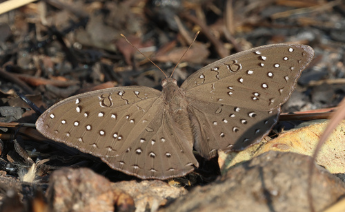 Guineafowl Butterfly