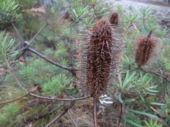 Banksia neoanglica