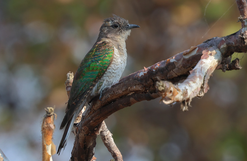 Klaas's Cuckoo