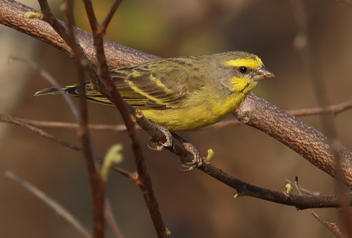 Yellow-fronted Canary