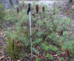 Banksia neoanglica