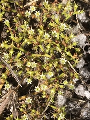 Chorizanthe procumbens