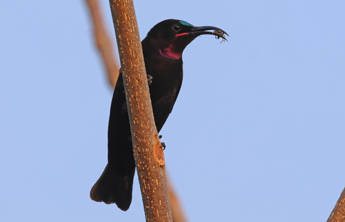Amethyst Sunbird