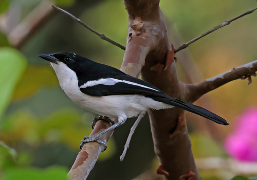 Tropical Boubou