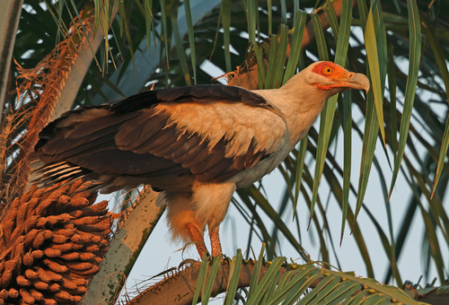 Palm-nut Vulture