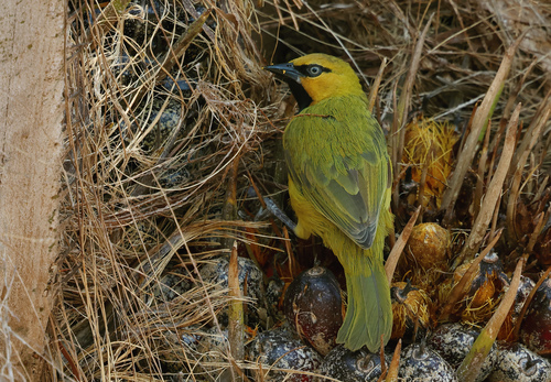 Spectacled Weaver